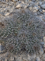 Thelocactus rinconensis