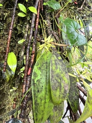 Pleurothallis ruscifolia