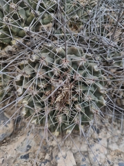 Thelocactus rinconensis