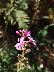 Stylidium
