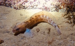 Ulvaria subbifurcata