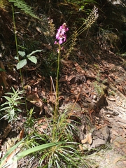 Stylidium