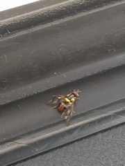 Diptera