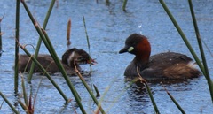 Tachybaptus ruficollis capensis