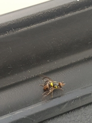 Diptera