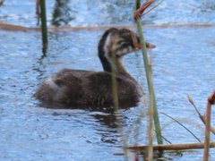 Tachybaptus ruficollis capensis