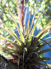 Tillandsia rodrigueziana