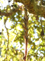 Tillandsia rodrigueziana