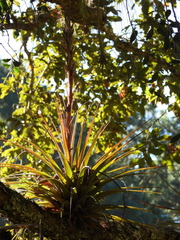 Tillandsia rodrigueziana