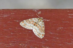 Trichopterigia sanguinipunctata