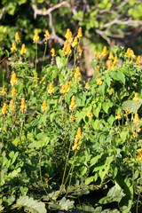 Senna reticulata