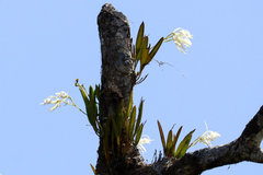 Epidendreae