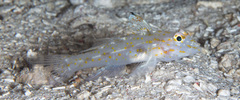Fusigobius aureus