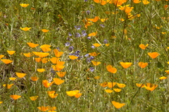 Phacelia tanacetifolia
