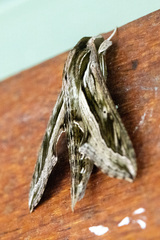 Hippotion velox