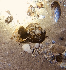 Pagurus acadianus