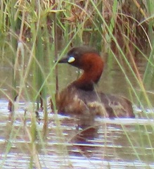 Tachybaptus ruficollis capensis