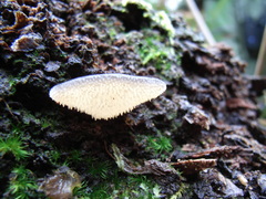 Pseudohydnum tasmanicum