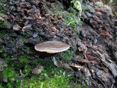 Pseudohydnum tasmanicum