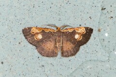 Peratophyga flavomaculata