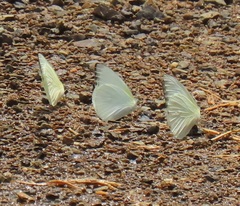 Appias epaphia contracta