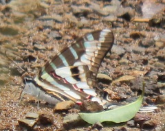 Graphium policenes policenes