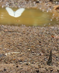 Appias epaphia contracta