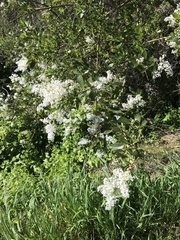 Ceanothus spinosus