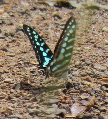 Graphium policenes policenes