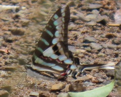 Graphium policenes policenes