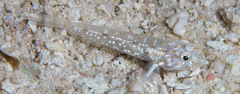 Fusigobius duospilus