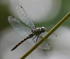 Onychothemis testacea
