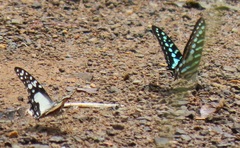 Graphium policenes policenes
