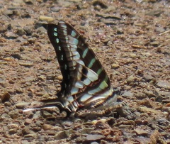 Graphium policenes policenes