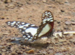 Graphium angolanus angolanus