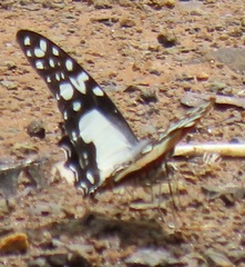 Graphium angolanus angolanus