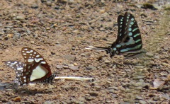 Graphium angolanus angolanus