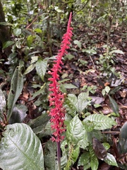 Coccoloba rugosa
