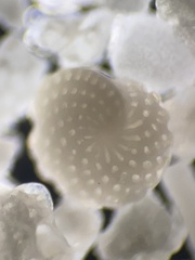 Foraminifera