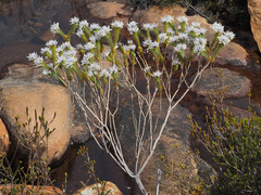 Lachnaea filamentosa