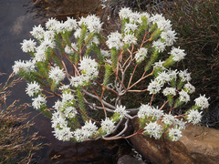 Lachnaea filamentosa