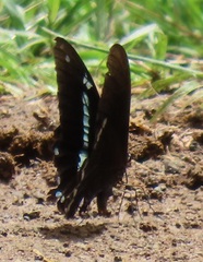 Papilio nireus lyaeus