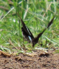 Papilio nireus lyaeus