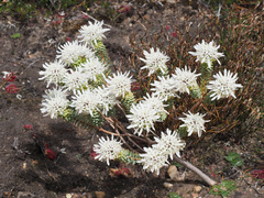 Lachnaea filamentosa