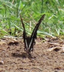 Papilio nireus lyaeus