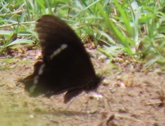 Papilio nireus lyaeus