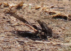 Papilio nireus lyaeus