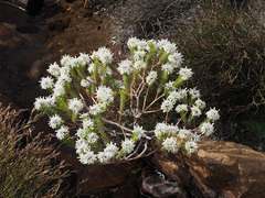Lachnaea filamentosa