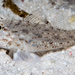 Neophyte Sandgoby - Photo (c) Wayne and Pam Osborn, some rights reserved (CC BY-NC), uploaded by Wayne and Pam Osborn