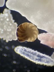 Foraminifera